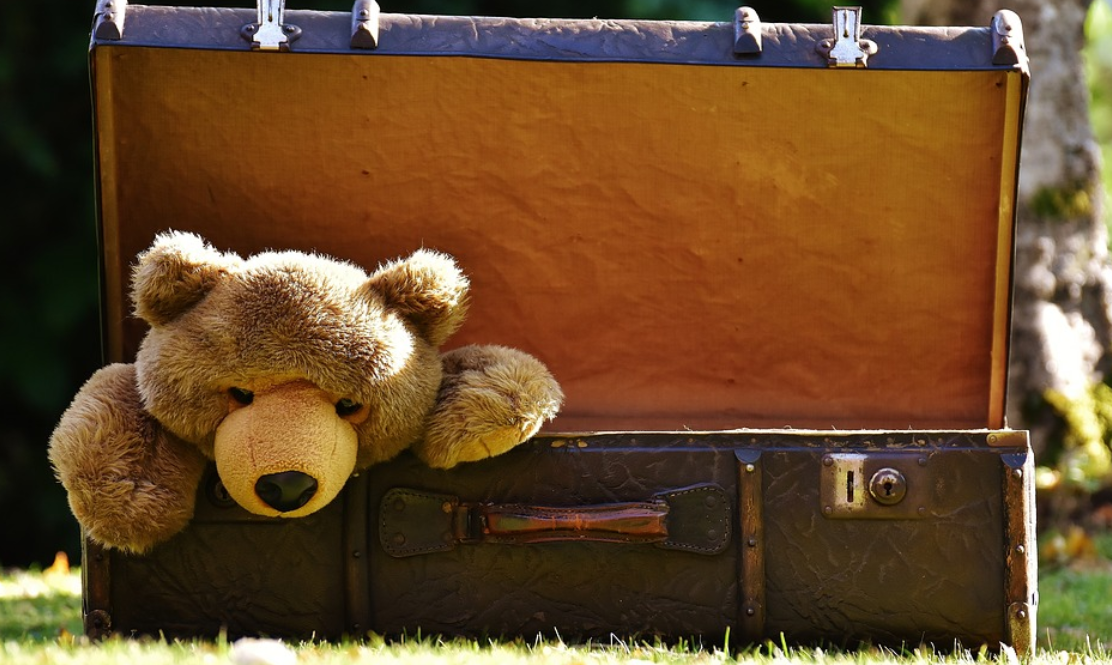 medvěd v kufru